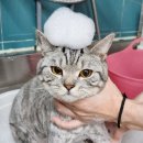 러브펫살롱 이미지