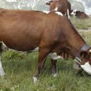 산들가축 이미지