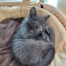 대전 고양이분양 퍼스트캣 대전점 이미지