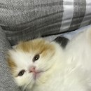 진원미면옥 이미지