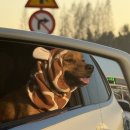 글로리아유치원 | 강아지유모차 개모차 추천 로얄테일즈 글로리아 일체형 플러스 내돈내산 펫막스 구매후기