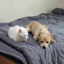 CU 광주북부서점 | 블챌 | 일상 기록 #9, 10월