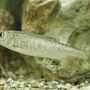 피라미다 이미지