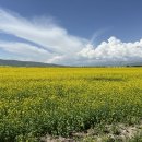 유채와바다 이미지