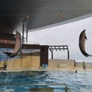 돌고래레스토랑 이미지