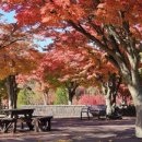 노을빛 정원 이미지