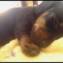 똥강아지 이미지