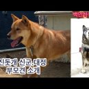 신군 대정 그리고 부모견 무담과국화 이미지