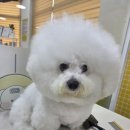 오늘도 해맑개 이미지