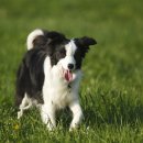 못된 강아지 이미지