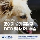 우리들동물병원 - 성남시 분당구 야탑로 103 | 대구 중구 동물병원 강아지 슬개골탈구수술 DFO 및 MPL 후기 우리들외과동물의료센터