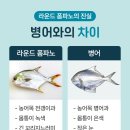 동마수산 | 대포항 수산시장 회센터 내돈내산 병어돔 오징어순대 포장 후기
