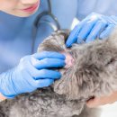 배곧도담동물병원 이미지