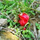 산촌사랑 이미지