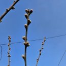 성골 농원 이미지