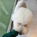 댕버랜드 | 당진 애견카페 추천 뛰어놀기 좋은 댕버랜드