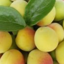 상록수영농조합법인 이미지