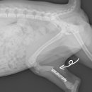 나은동물병원 이미지