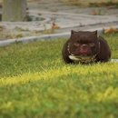 KGB KENNEL 이미지