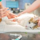 프라자 동물병원 이미지