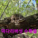 목청답사 졸지에 상황과 산삼산행.6 (원본은 약초 매니아 카페) 이미지