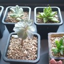 진 한약국 이미지