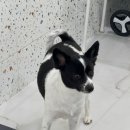 행복펫메이트 이미지