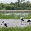 황새가족과 황새알 이미지