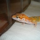 수퍼캐롯 이미지