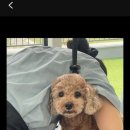 샤샤살롱 지제동삭점 이미지