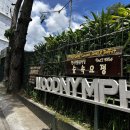 우드님프 이미지