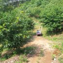 대한군장 이미지