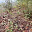 황자비어 이미지