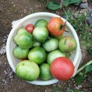 계월농장 | [주말농장] 8월 마지막 농장 방문기 - 해지난 후기