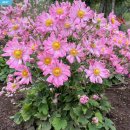 쑥부쟁이 | 정원 가장자리가 명당! 번식력 좋은 가을꽃 아스타, 청화 쑥부쟁이, 구절초 심은 지 일주일 후기