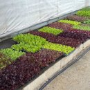 꽃나라 | 구리 화훼농원 원예 꽃나라농원 가격도 착한 내돈내산 솔직후기