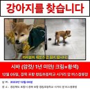 포항 청림초등학교 사거리 버스정류장 3개월 시바견 암컷 이미지