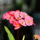 꽃을 찾아서(3) - 아산 세계꽃식물원 이미지