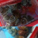 회토랑 네이버블로그
