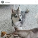 콜드베이켄넬 이미지