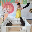 쥬니멀(기니피그, 토끼, 꿀벌)&영어활동 이미지