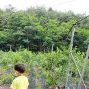 용수길(도산면) 이미지