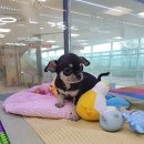 블루독 애견샵 이미지