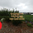 여주-1135 네이버블로그