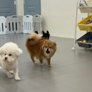 올치유치원 | 죽전애견유치원 올치애견유치원 무료체험등원 후기/ 유치원 준비물, 주차, 카카오톡 알림톡 서비스