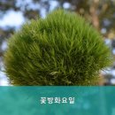 화요일꽃방 네이버블로그