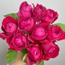 peony 이미지