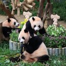 판다 이미지