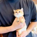 인천강아지분양 고양이분양 24시 데려가개 청라점 이미지