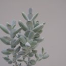 스튜디오콩테 이미지